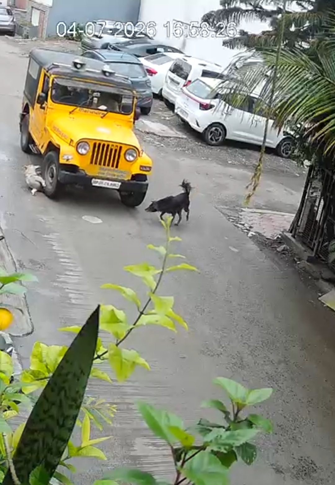इंदौर नगर निगम की गाड़ी ने कुत्ते को कुचला।